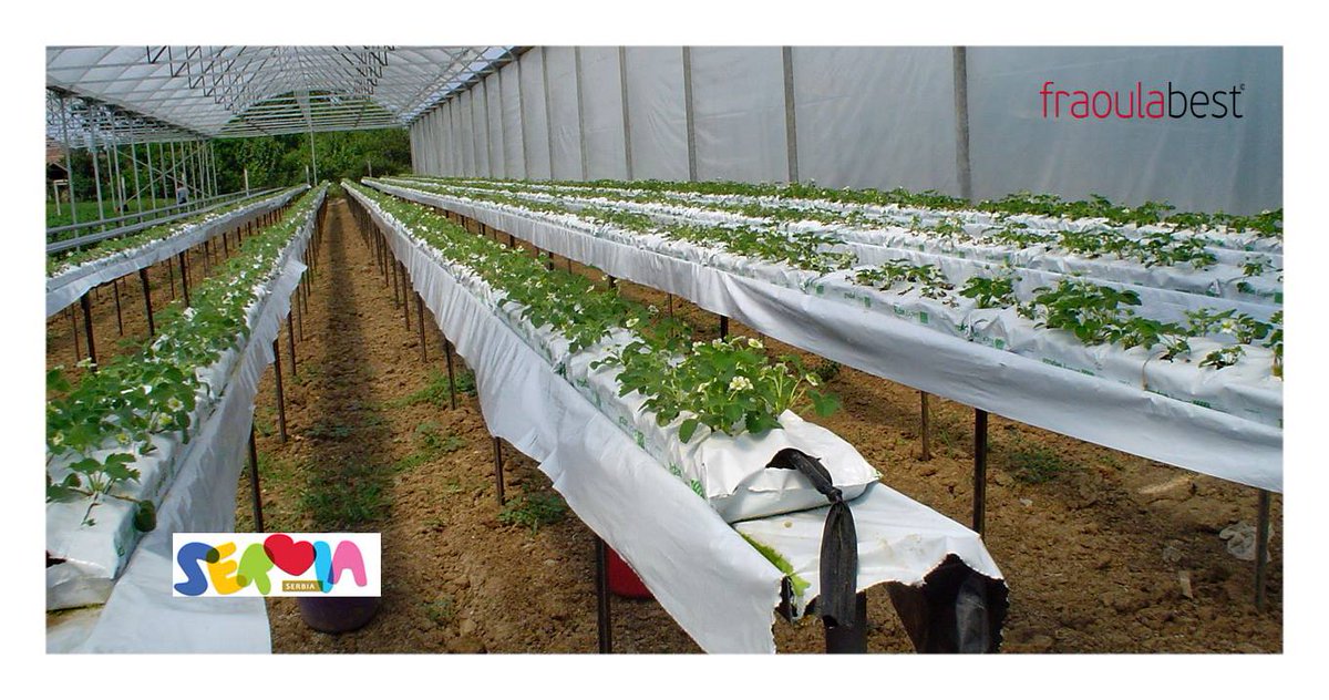 IQ Crop's Hydroponic Strawberry System <a href="/FraoulaBest/">FraoulaBest® Hydroponic Strawberry</a> in Serbia 2005

Strawberry (јагода in Serbian language) is an important crop /fruit for the Serbian growers/consumers.

Thanks to the attempts of Dr. Dubravka Savic the Fraoulabest system was introduced in Serbia back in 2005!!!