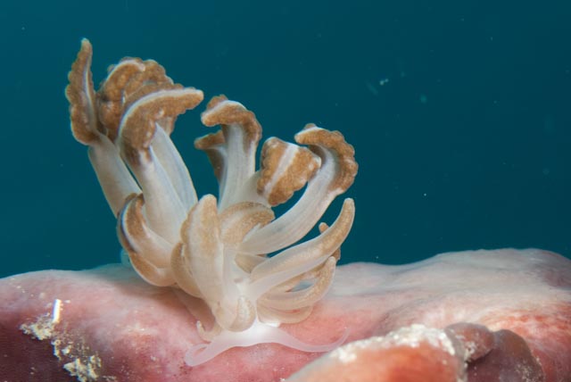 seastung's tweet photo. and more #nudibranchs for #molluscMonday just because we can
#marinelife #branking #biodiversity #ocean https://t.co/RkfsSJ65Q0