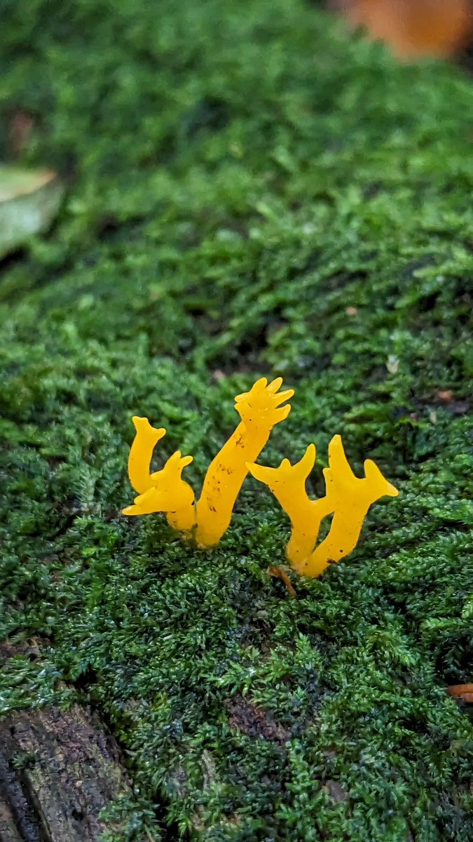 MrsSulamanCTS's tweet image. Such a lovely afternoon, thank you for letting me join you. So many amazing fungi but my favourite has to be &apos;Yellow Staghorn&apos;
