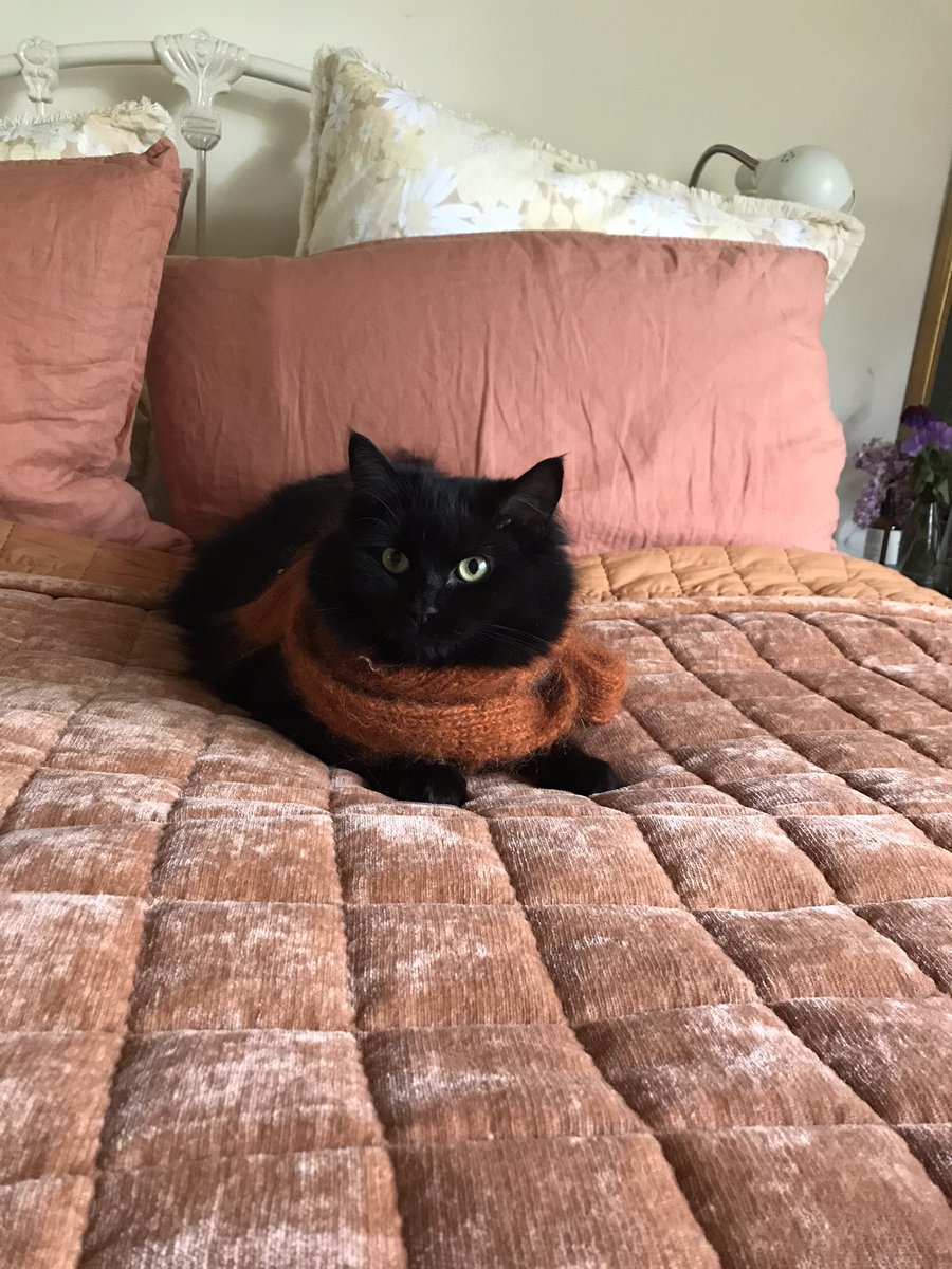 leafy_wild's tweet photo. A cozy scarf. 
#Cat #blackcats #cutecats #animals https://t.co/y4BzDB4cN0