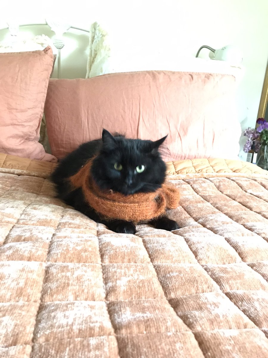 leafy_wild's tweet photo. A cozy scarf. 
#Cat #blackcats #cutecats #animals https://t.co/y4BzDB4cN0
