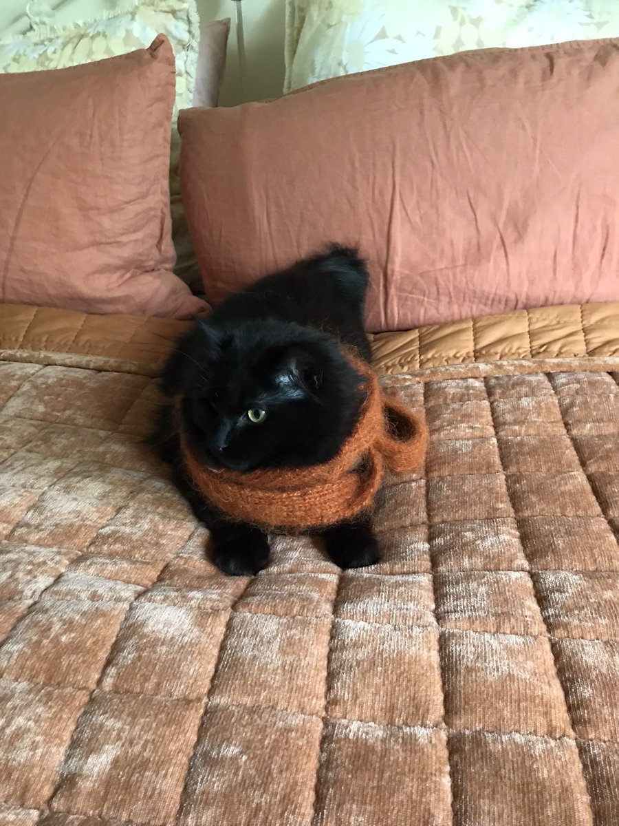 leafy_wild's tweet photo. A cozy scarf. 
#Cat #blackcats #cutecats #animals https://t.co/y4BzDB4cN0