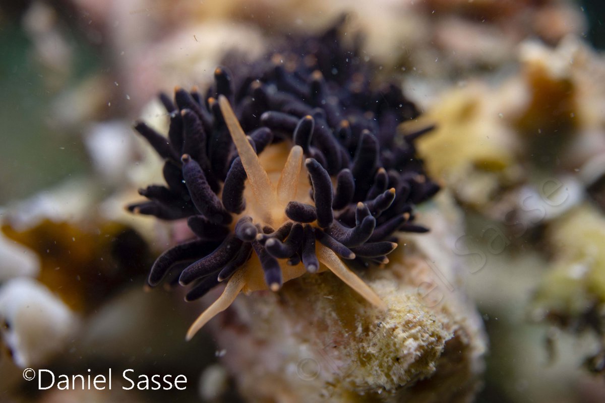DanielSasse3's tweet photo. GM ☕to #MolluskMonday Phestilla melanobrachia aeolid #nudibranch It has both black and bright orange-yellow colour forms. The colour matching the colour of the dendrophylliid coral (Tubastrea, Dendrophyllia) on which specimens are feeding on.
#underwaterphotography 
#scubadiving https://t.co/3tWRubn6L1