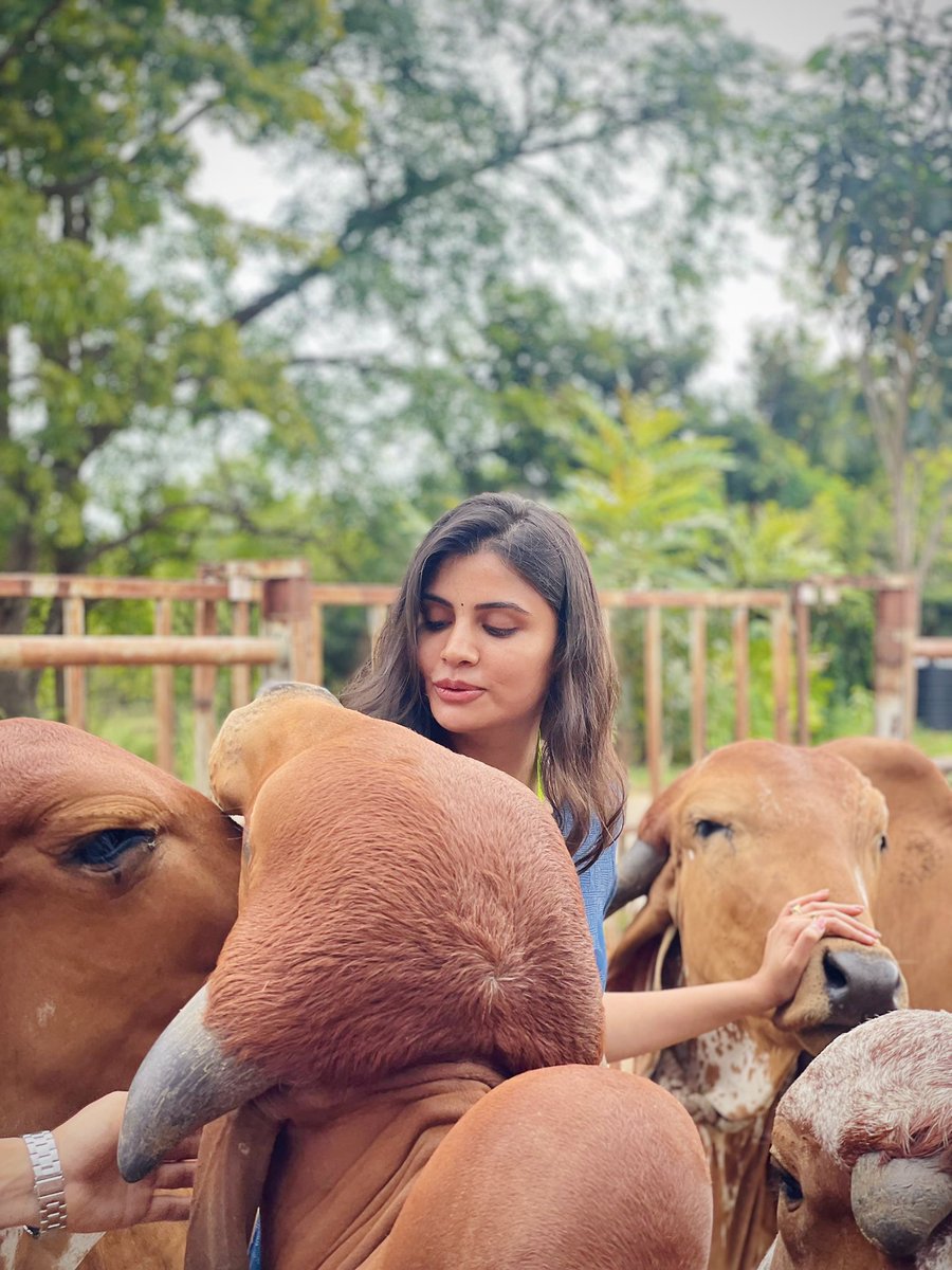 Sabko pyaar chahiye! ❤️ #love #peace #cows