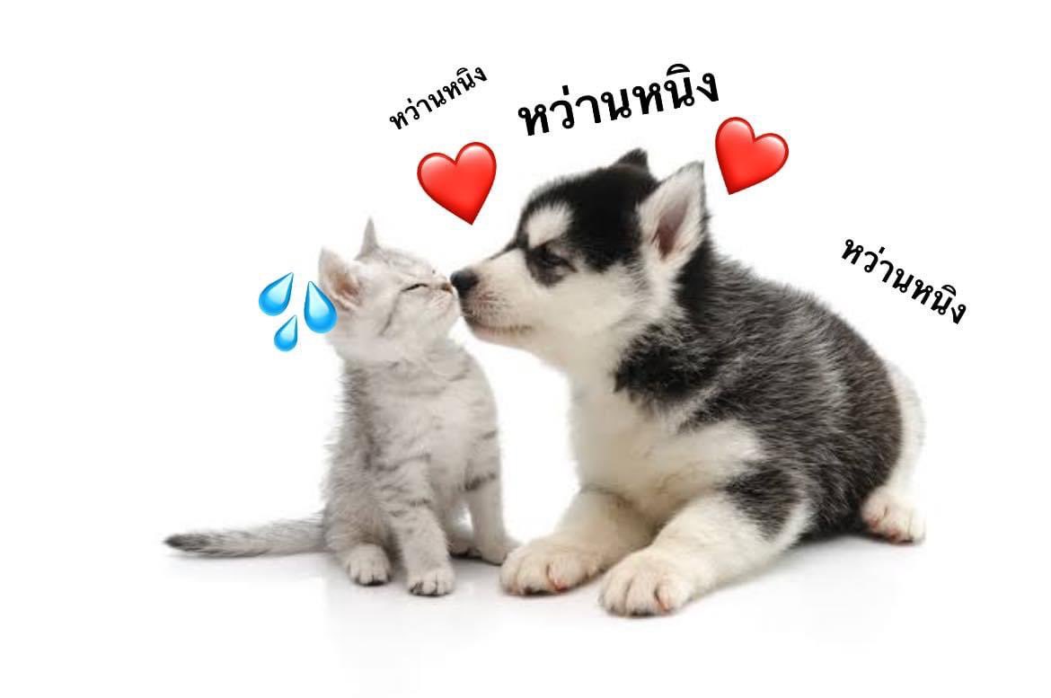 Gemini June : ย้ายบ้านจริงจังแล้วนะ tweet media