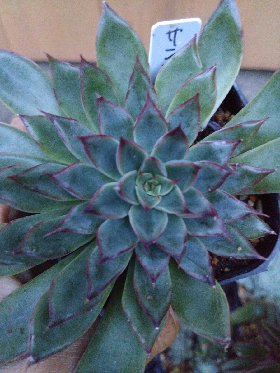 ろっきぃ tweet media