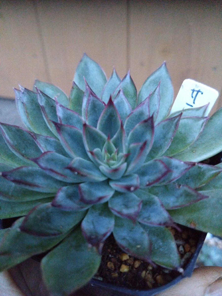 ろっきぃ tweet media