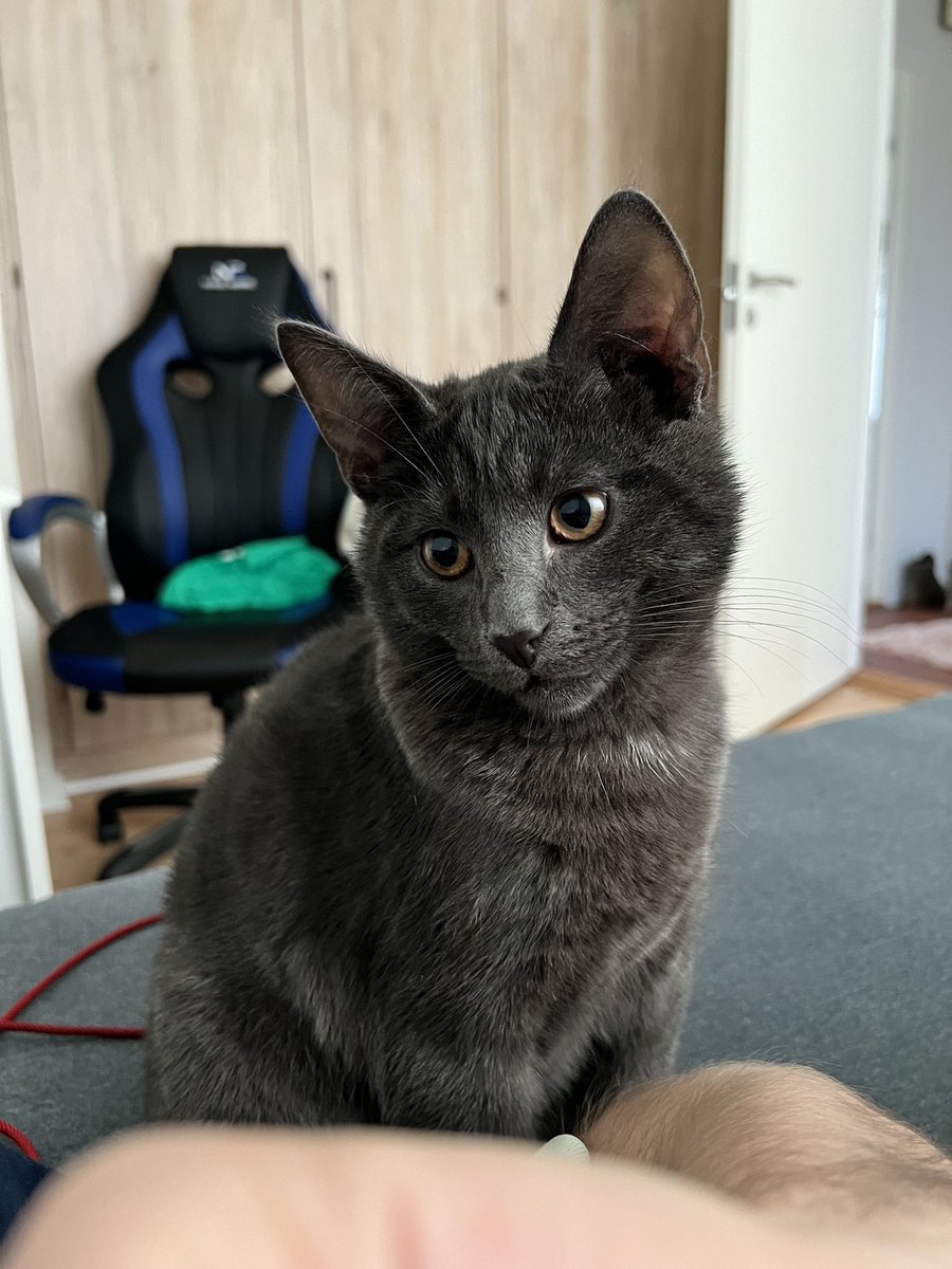 malinowsky22's tweet photo. 🐱Mochi is not impressed #cat #catlover https://t.co/nWbnwCw89k
