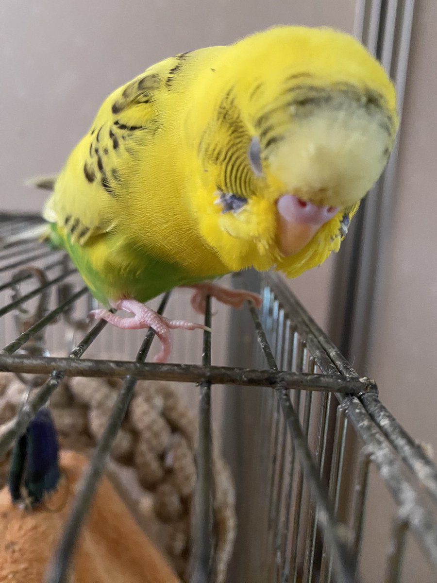 ren_ray_dark's tweet photo. シトロンちゃんですが
相方のぴーちゃんの真似をするので
ぴーちゃんと鳴きます。
特徴としては同居してる鳥に喧嘩を仕掛けたので怪我で足の爪が変形しています。

高崎、前橋エリアでのロストとなります https://t.co/mwI5xp8afz