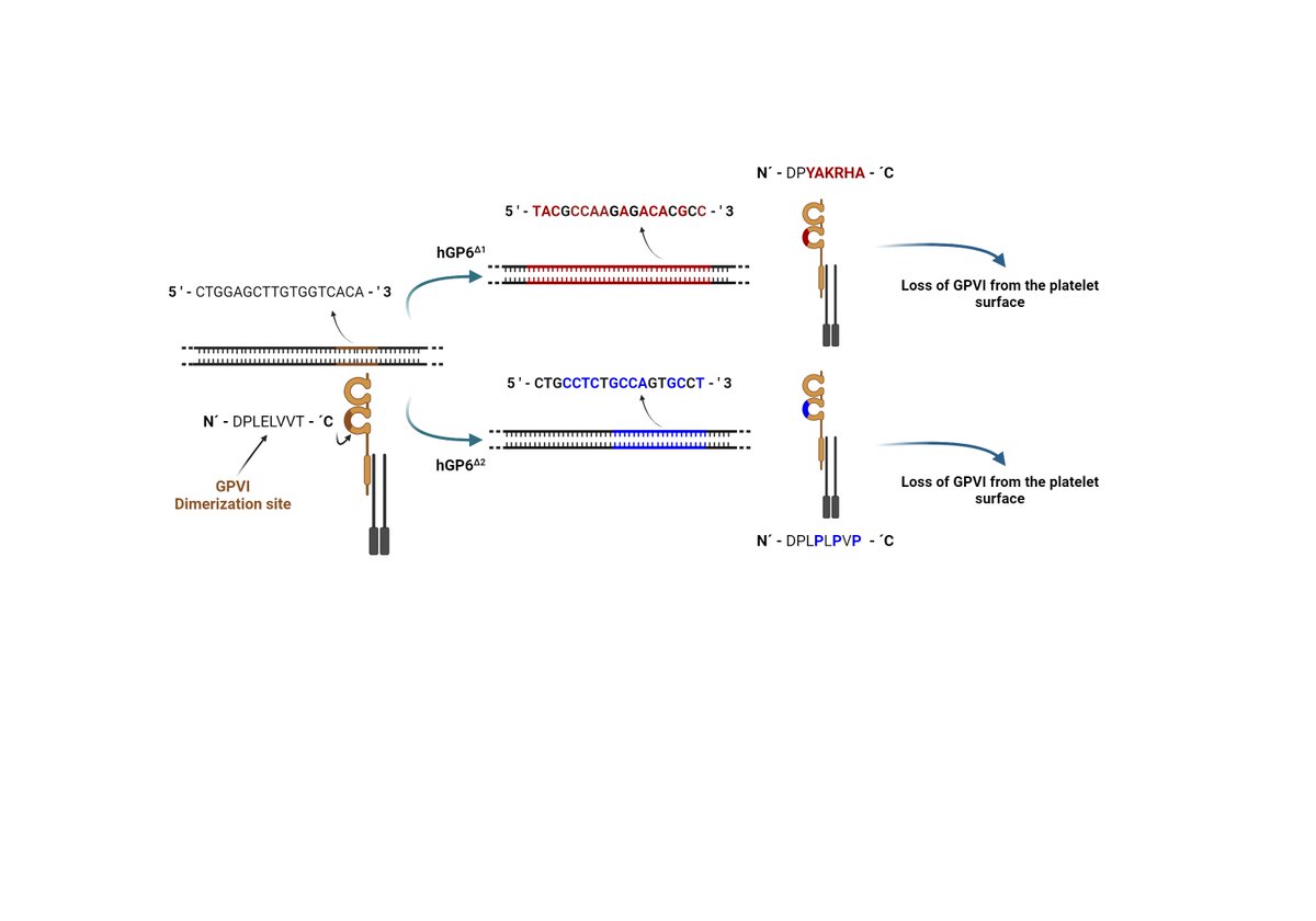 I am happy to share our most recent published article!  
Here we aimed to disrupt the previously described platelet GPVI dimerization site to study its role in vivo.  

doi.org/10.1016/j.thro……

<a href="/StefanoNavarro8/">Stefano Navarro</a> <a href="/StegnerLab/">StegnerLab (see @StegnerLab@med-mastodon.com)</a> <a href="/NieswandtLab/">NieswandtLab</a>
@Platelets @ELShematology
