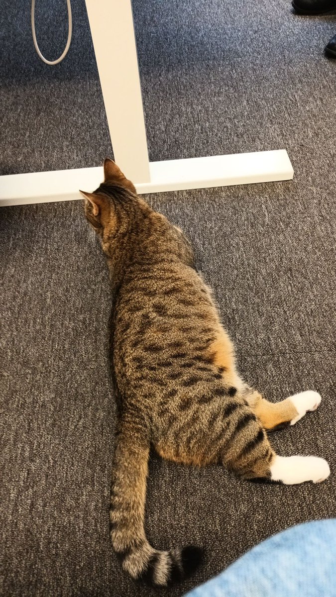 CMC:llä on toisinaan myös TET-harjoittelijoita. Viljo kuvaili viikkoaan näin:

Sain tehdä monipuolisia tehtäviä kuten varaston järjestelyä, kokouksia, koulutuksen valmistelua ja tarvikkeiden hankintaa. Opin paljon ja tutustuin toimistoeläimiin Ulpuun ja Viikunaan. Kiitos CMC!