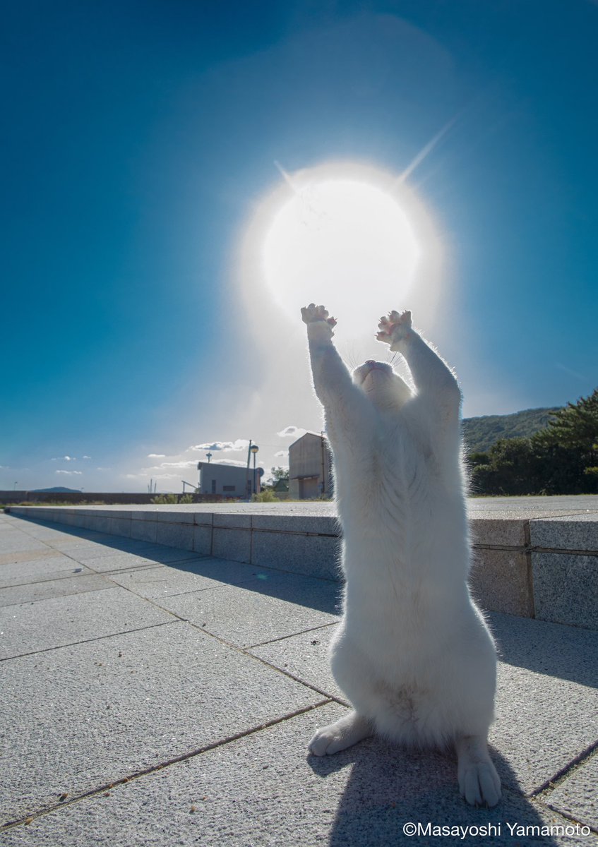 元気玉🌟

#ねこ #猫 #cat #ドラゴンボール
#DragonBall