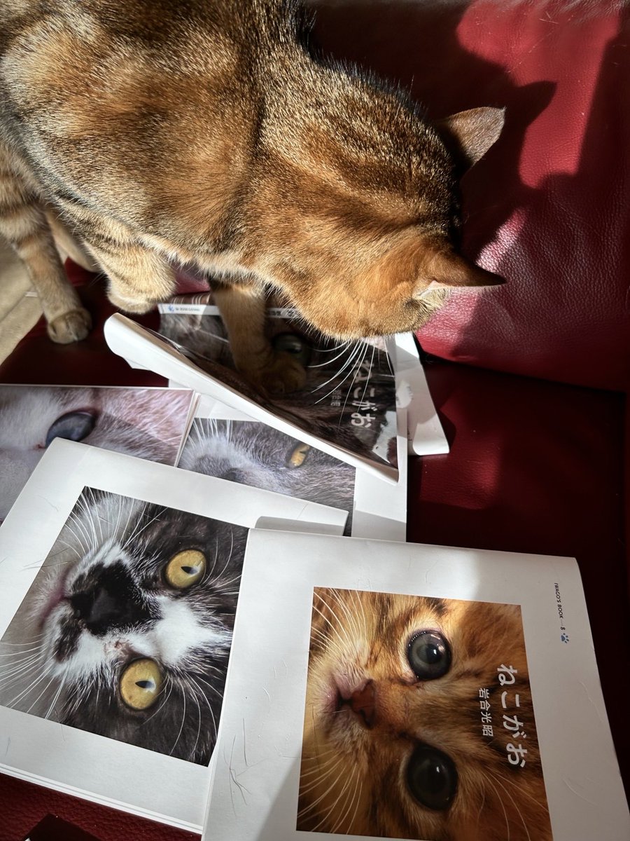 ユーモアなお顔の猫⑦ ネコは顔だけじゃない、と思いながら写真を撮ってきましたが、ネコの顔