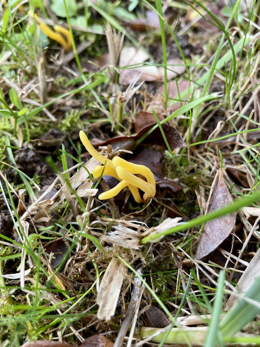Good morning all. Some fungi growing in my front garden for this weeks #MushroomMonday glossy Parrot Waxcaps, and I think ..Yellow Club fungi 🦜