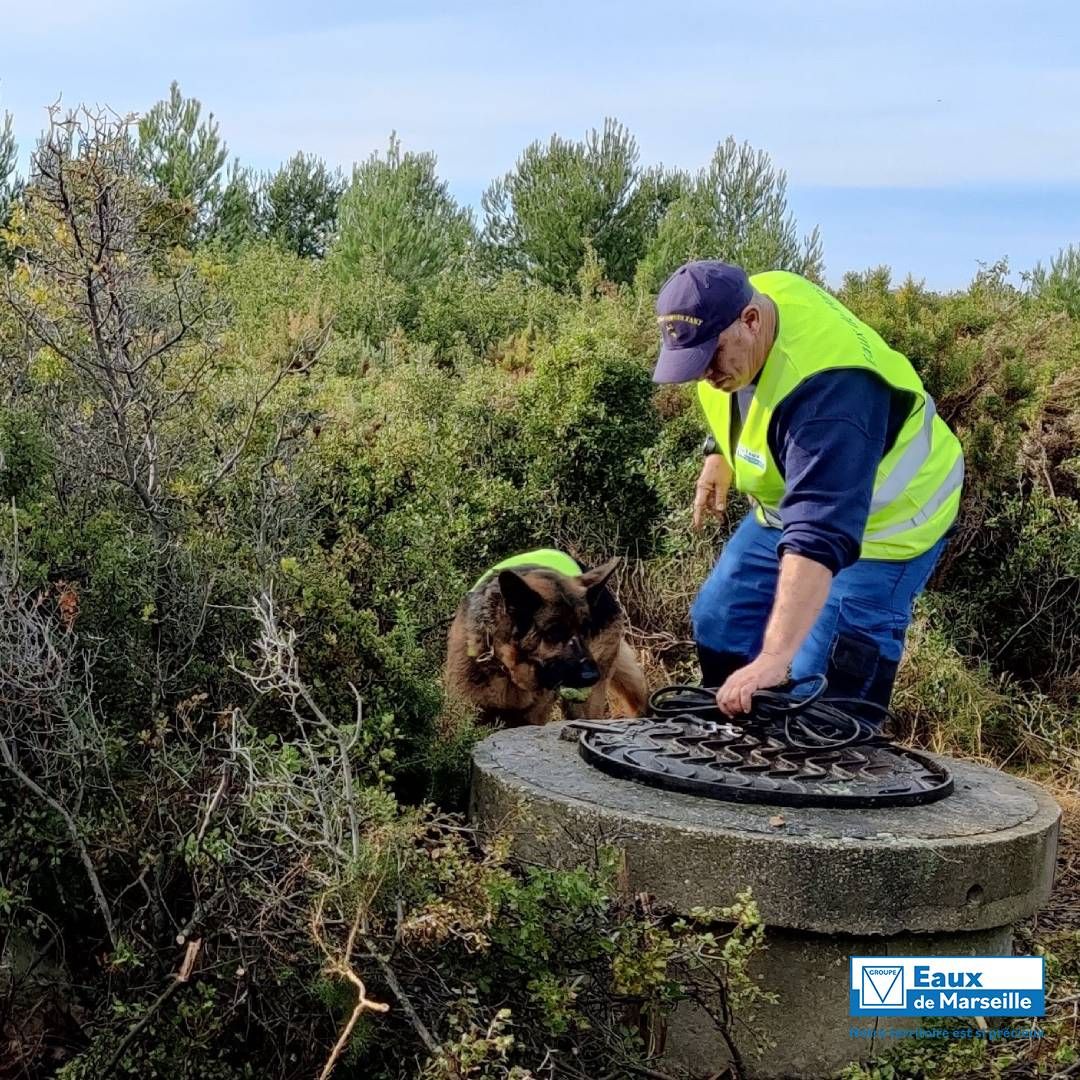 eauxdemarseille's tweet photo. 🚰 #Métier 🐶Connaissez-vous notre brigade spéciale à 4 pattes experte en #recherche de #fuites ? 🐾 Ces #chiens spécialement formés sont capables de détecter la présence de #chlore et permettent à nos équipes de gagner en rapidité d'intervention.
👉 https://t.co/3dGztIAj4N https://t.co/97z7HueX7A