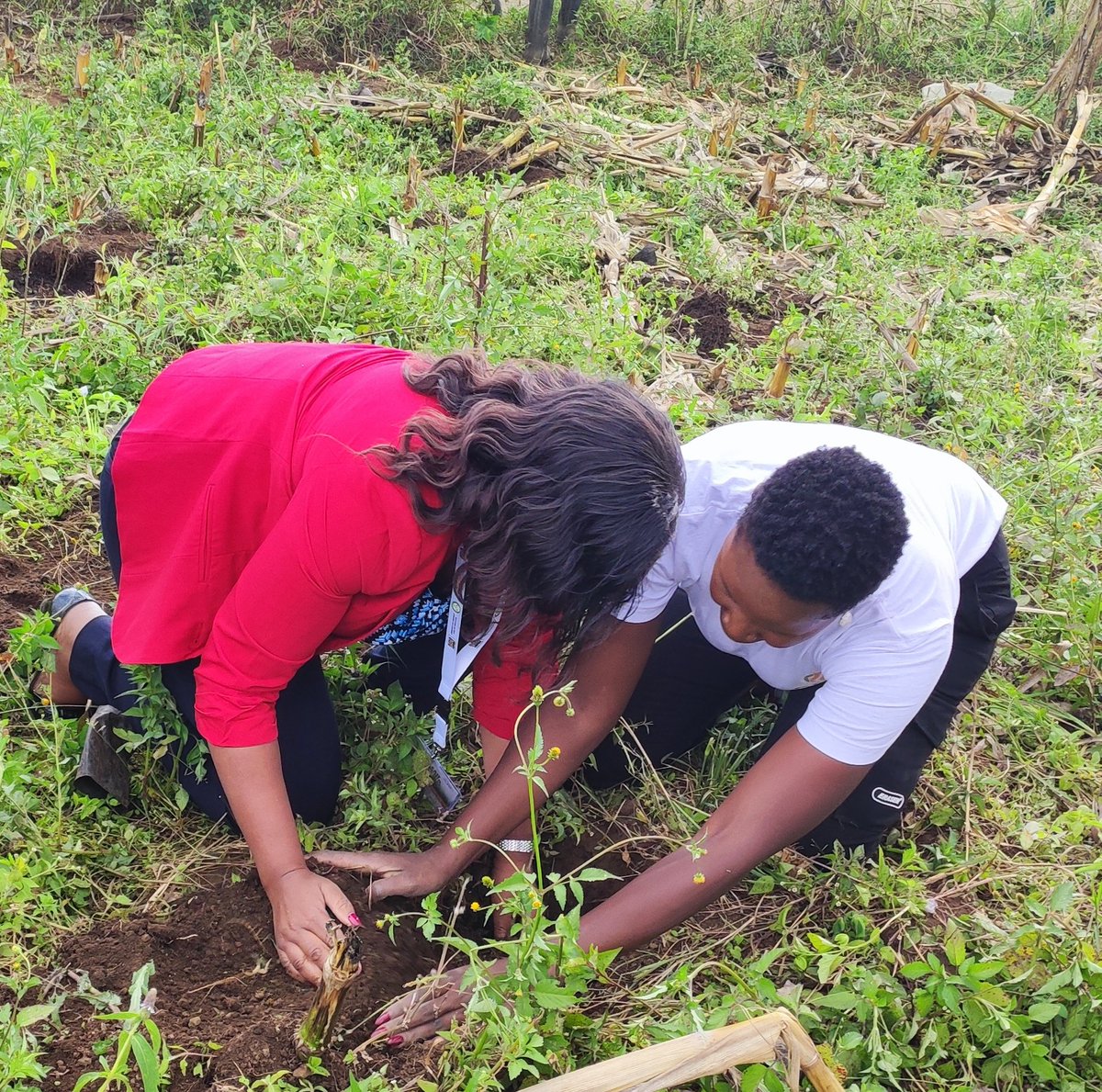 patmbogo's tweet photo. The rains are here! Let's get our hands dirty and plant trees towards addressing current climate crises. During the #cleanCookingWeek  convened by @EnergyMinK @CleanCookingKe we planted 5,000 trees courtesy of County Government of Nakuru. #cleancooking #environmentconservation https://t.co/7L9rbUu7dD