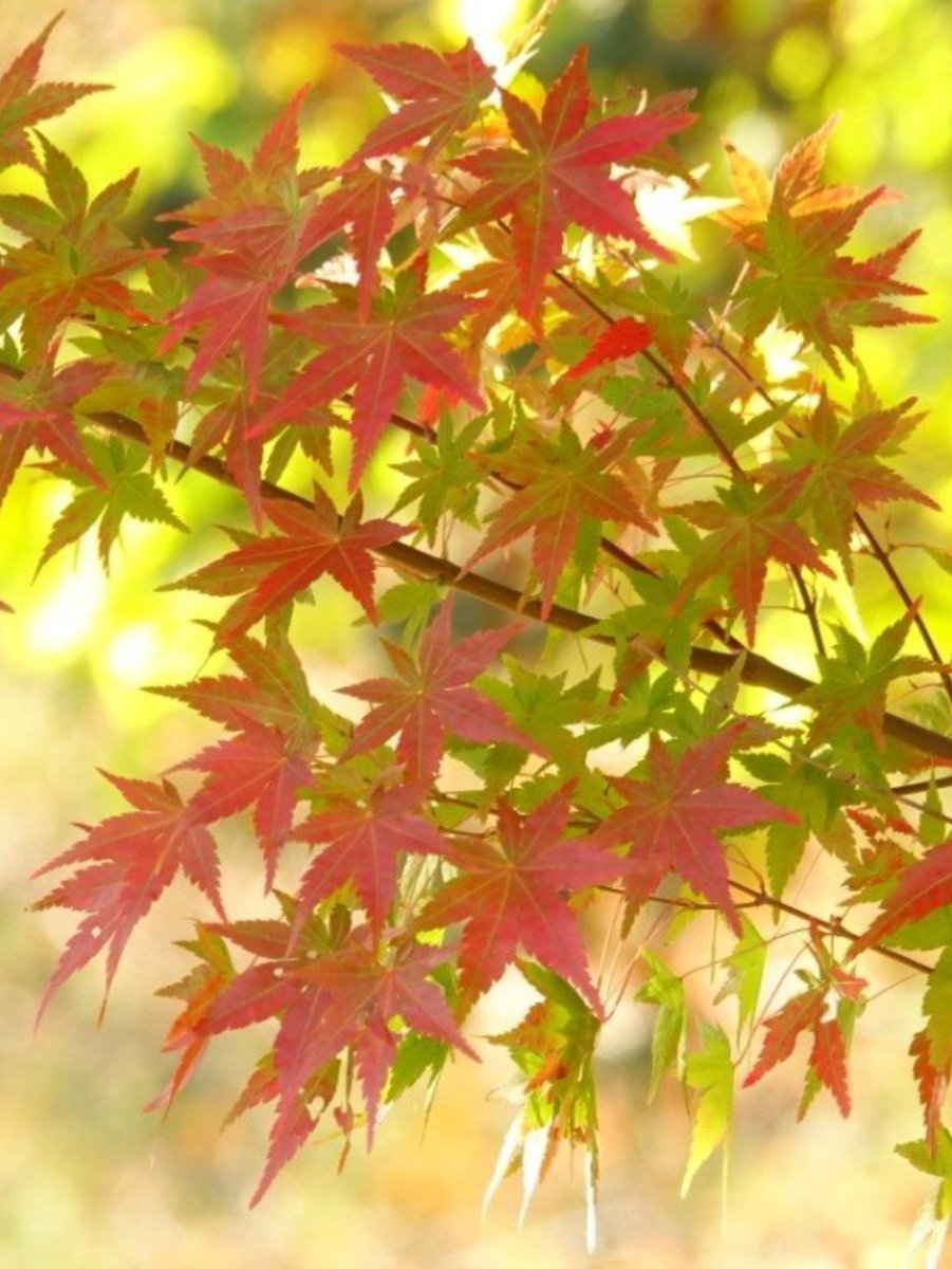 수채화 같은 단풍🍃🍂🍁
    내장사 에서 ~