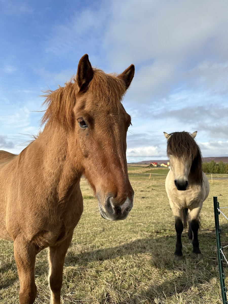 Just majestic in their own way🐴 From our time in Iceland when we stayed at a farm ✨