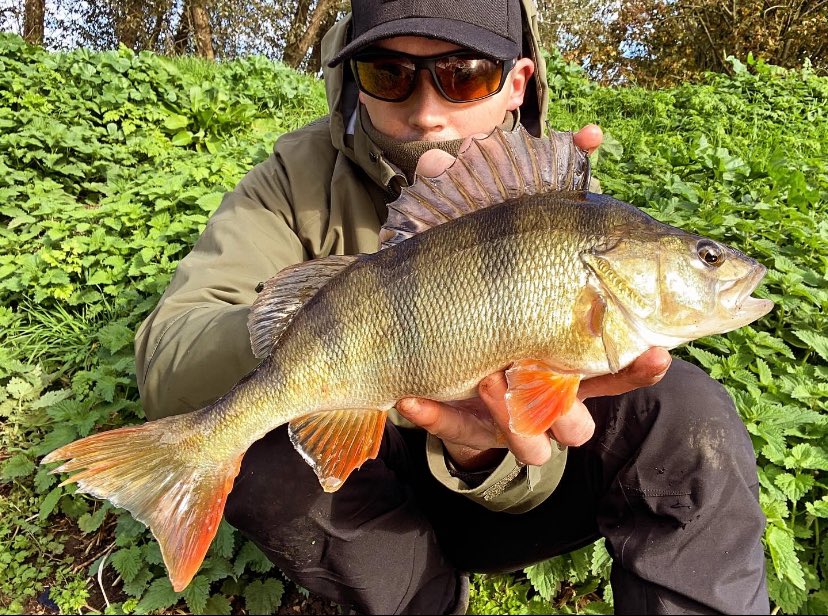 OfficialPFW's tweet photo. Them slacks be producing 👌
.
.
.
#coarsefishinguk #lurefishinguk #bigperch #perchfishing #predatorfishing #softbaits #catchandreleaseonly #baars #fishinguk #lurefishing #spinningfishing #fishingaddiction #perch #riverfishing #freshwaterfishing #fishinglife https://t.co/VUJBAxEzcQ