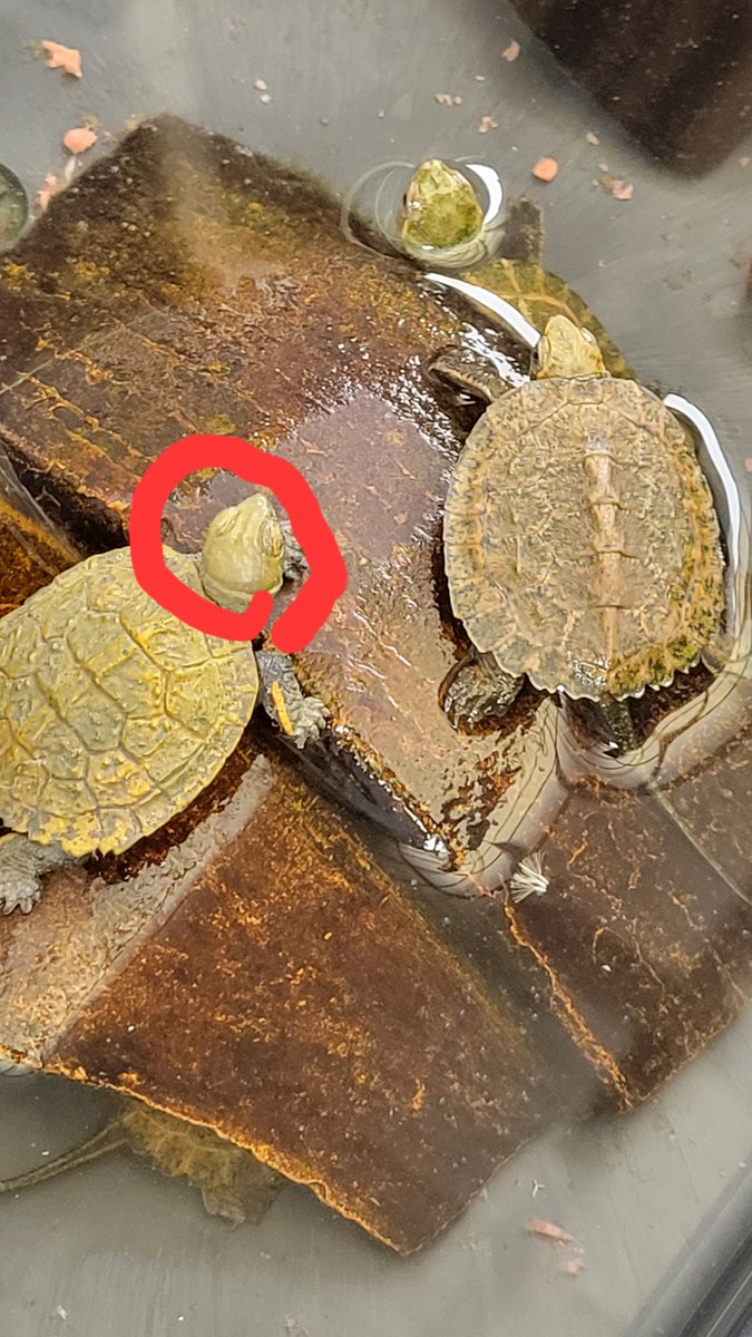 jadmpmdj's tweet photo. こんばんわ🌃
良く出来てる…玩具だわ🐢✨ https://t.co/jx0QMZoCIK