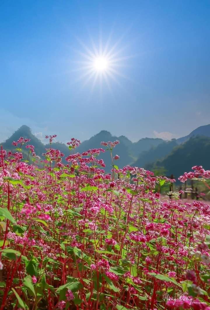 Nét đẹp cao nguyên đá Đồng Văn
