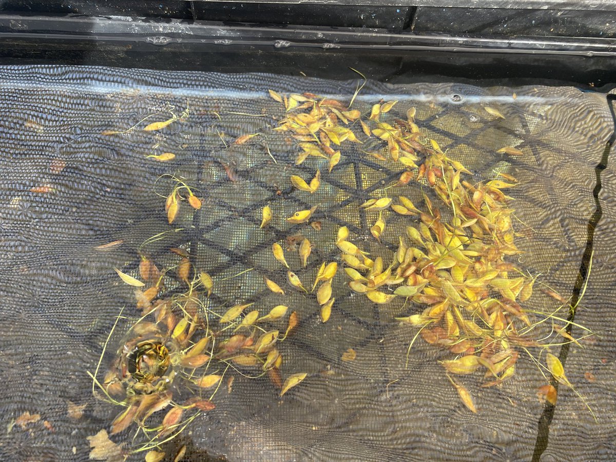 HannahNunn4's tweet photo. Throwback to collecting Posidonia australis fruits with @NoahKiriakou for the beginning of our honours field work 🌱 https://t.co/mwFkaWLqCl