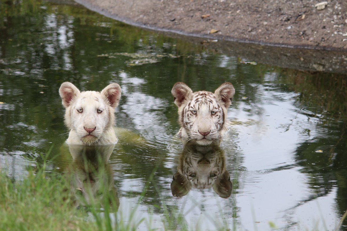 仲良く池に入る、ホワイトタイガーのエリオスとウラヌス兄弟