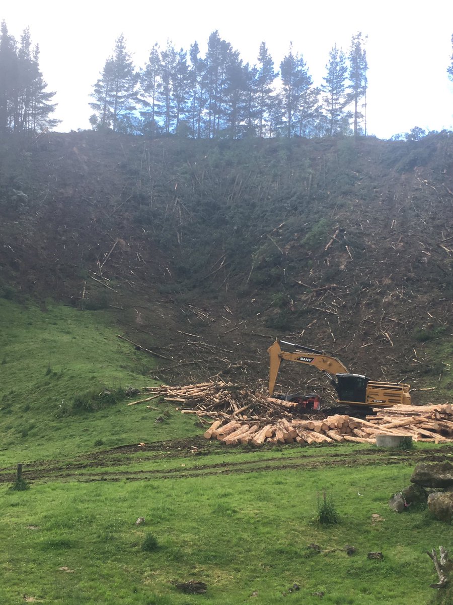 Every dairy farmer is trying to work out how to survive low milk prices, high interest rates and expensive inputs. I’m getting stuck into a few pine trees on our steep sidlings, expecting log sales to meet 100% of 130ha maize crop costs, a big help.