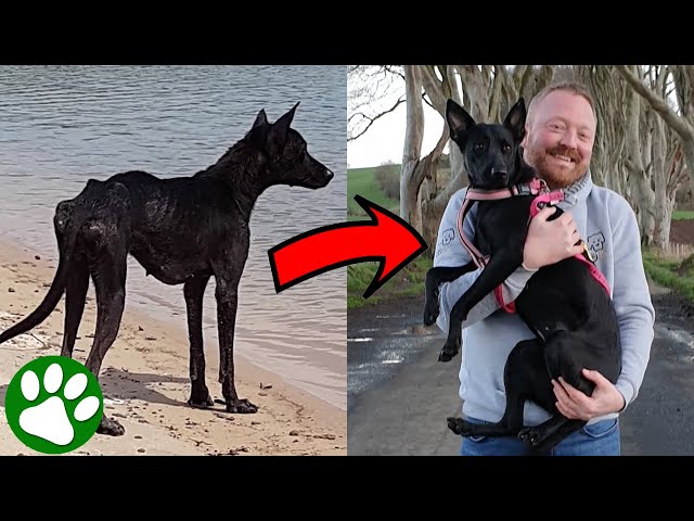 PlayforStrays tweet media