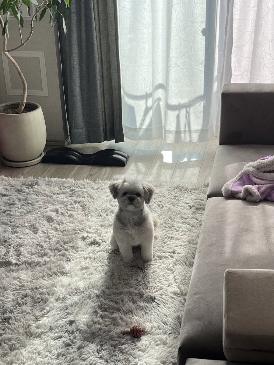 honrip's tweet image. 3連休やんちゃに過ごした結果、声枯れしてカスカス通り越して出なくなってしまったので今日各所にご迷惑をお掛けしてます🙇‍♂️

新橋に喉の専門病院があるらしく（処方された薬飲めば一発で治るらしい）明日駆け込む！早く喋りたい！犬ともコミュニケーション取れない！！