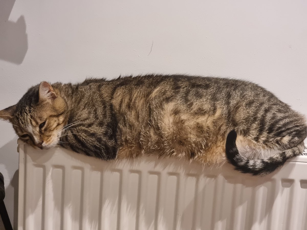 Тотемна тварина понеділка - старий беззубий кіт на батареї