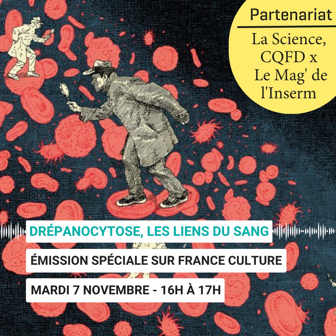 L’Inserm vous donne RDV sur <a href="/franceculture/">France Culture</a> demain,  le 7/11, de 16 à 17h, pour une nouvelle émission du #partenariat <a href="/ScienceCQFD/">La Science, CQFD</a> X le Magazine de l'#Inserm.  

Au programme : #zoom sur la #drépanocytose, maladie génétique héréditaire qui affecte les globules rouges.
🩸🧵