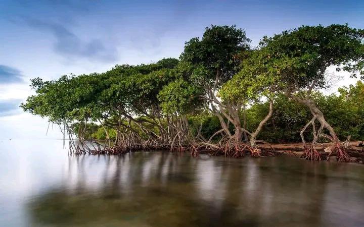AskPHPeople's tweet photo. The beautiful creeks of Andoni is a sight to behold.

Good morning Port Harcourt People. https://t.co/CVhCG5M21M