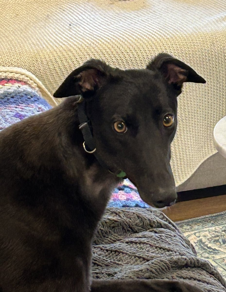 UpsidedownMoon's tweet photo. @Kaylee_Writes_ @JessSFrankel Sheena 
Greyhound https://t.co/M9LSBDvkvc