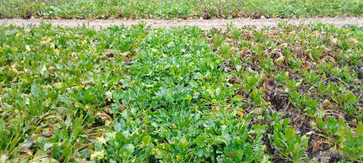 L'avenir de la lutte #cercosporiose passe bien par une combinaison #genetique <a href="/UFSemenciers/">UFS</a> et #chimie <a href="/Phyteis/">Phyteis</a>  
Gauche tolérante d'aujourd'hui
Milieu tolérante de demain
Droite sensible
Le tout avec 3 applications de #ppp