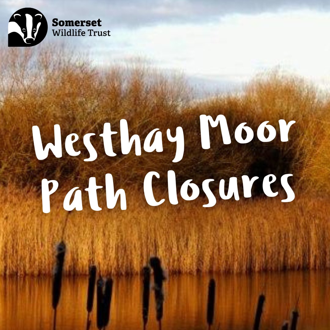 SomersetWT's tweet photo. Due to ongoing groundworks at our Westhay Moor reserve, we will be temporarily closing the main path until Wednesday. The mire path will be closed until further notice.

Thank you for your patience whilst the work is being conducted! 🚧

#Westhay #NatureReserve #SomersetLevels https://t.co/l2h16m5KeO