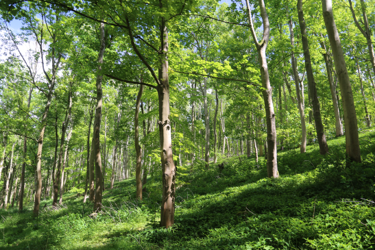 This is the perfect time of year to plant a tree, want to know more? Join us on 22 November 2023!
10:00 am to 4.00 pm. All welcome to come along &amp; plant a tree in celebration of the 50th Anniversary of the AONB designation. lincswolds.org.uk/events/discove…