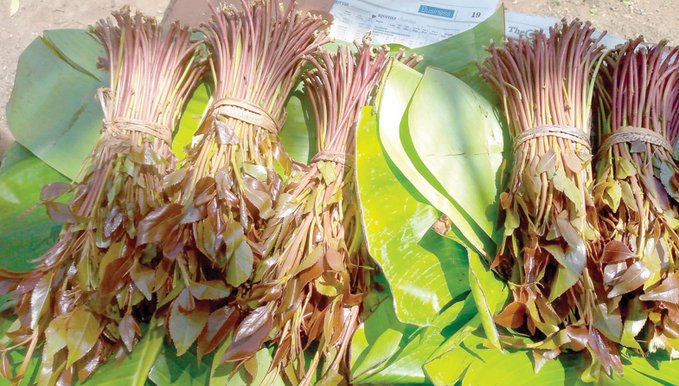 johnmtongoi's tweet photo. Let's have an open and honest discussion here, 

Does Chewing of Miraa really affect Sexual Performance of a man? https://t.co/LTALzpxovu