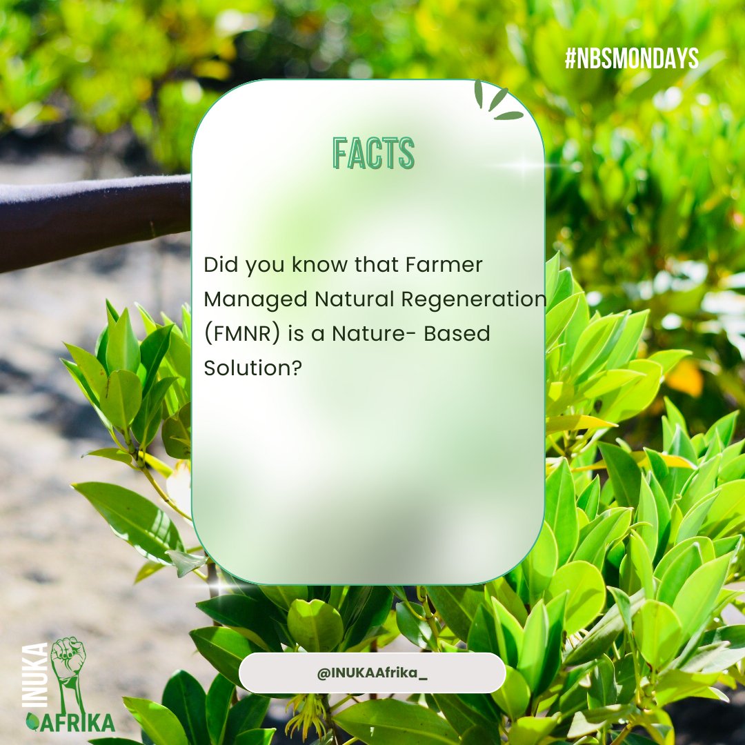 INUKAAfrika_'s tweet image. FMNR, is a system used in the drylands that involves the re-growth of existing trees with the ability to grow as a sprout again 🌱.    

 INUKA field visit in Marsabit explored how NaPO team utilizes FMNR to restore tree cover🌿 that the community has embraced.