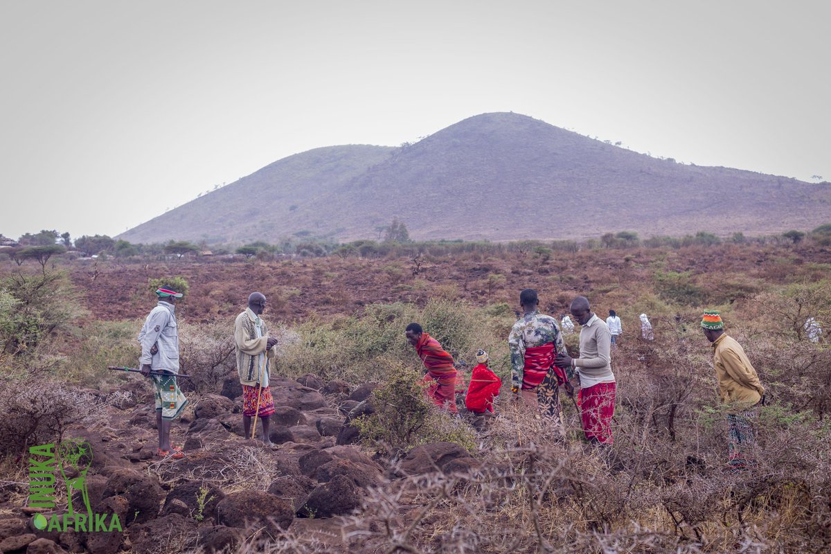 INUKAAfrika_'s tweet image. FMNR, is a system used in the drylands that involves the re-growth of existing trees with the ability to grow as a sprout again 🌱.    

 INUKA field visit in Marsabit explored how NaPO team utilizes FMNR to restore tree cover🌿 that the community has embraced.