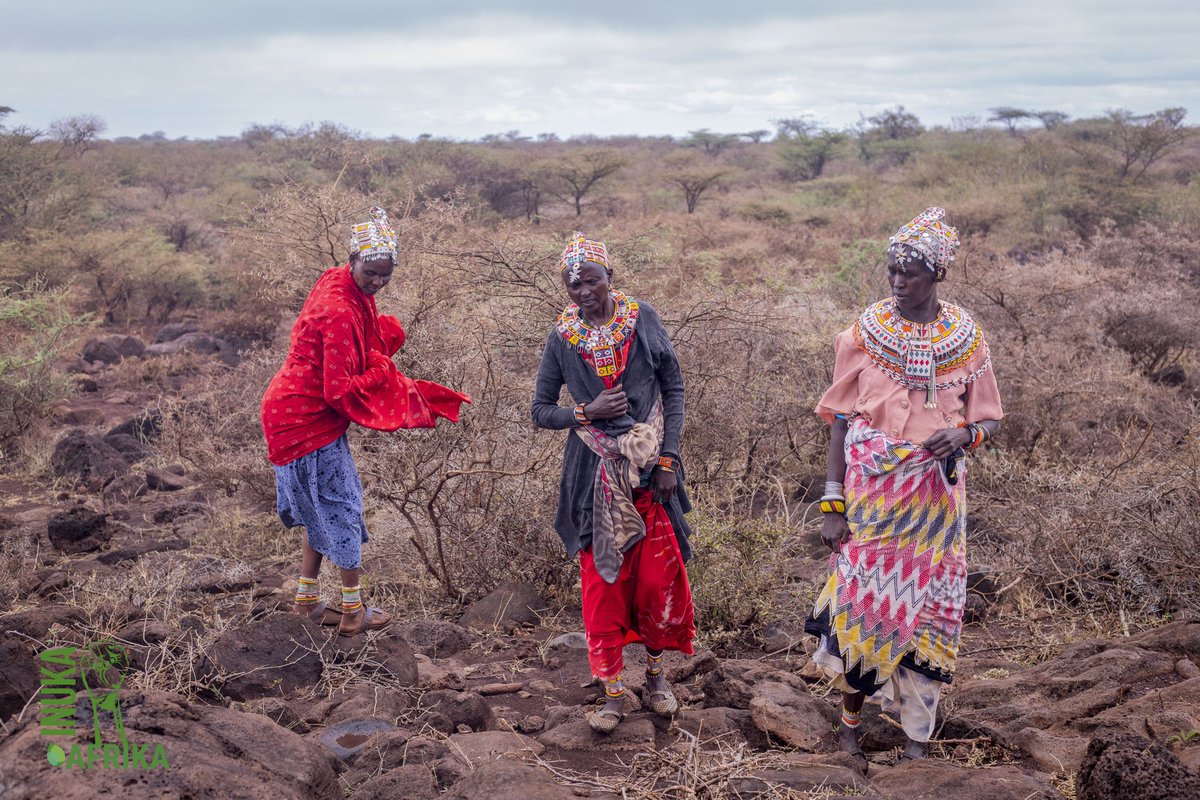 FMNR, is a system used in the drylands that involves the re-growth of existing trees with the ability to grow as a sprout again 🌱.    

 INUKA field visit in Marsabit explored how NaPO team utilizes FMNR to restore tree cover🌿 that the community has embraced.