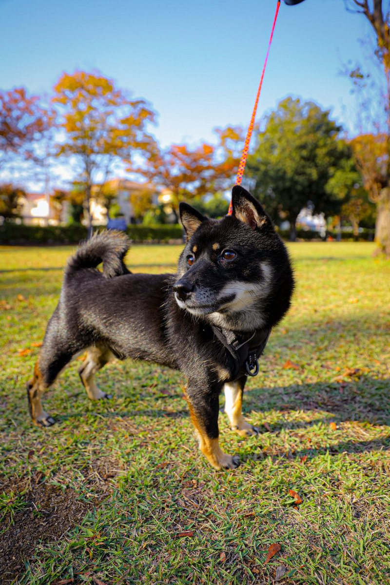 fus_studio's tweet photo. #いぬすたぐらむ #柴犬 #いぬのきもち #わんこ部 https://t.co/Ma3ITvN9YE