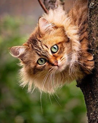 Good morning friends 😻
#CatsOfTwitter #CatsOnX  #catsoftheday #cats 
#CatsLover #CatsOfX
