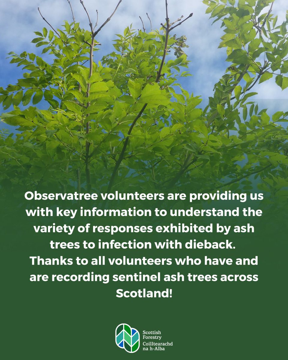 scotforestry's tweet image. We&apos;re delighted to be celebrating 10 years of the citizen science #Observatree project. The work volunteers carry out is really valuable and provides us with key information on how ash health is changing over time. Great work! #Treehealth #Observatree10