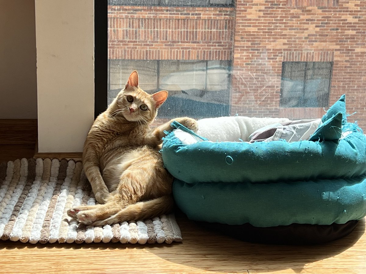 Andreabulphone's tweet photo. #Bella #chillmode https://t.co/BzVwzbo5Rx