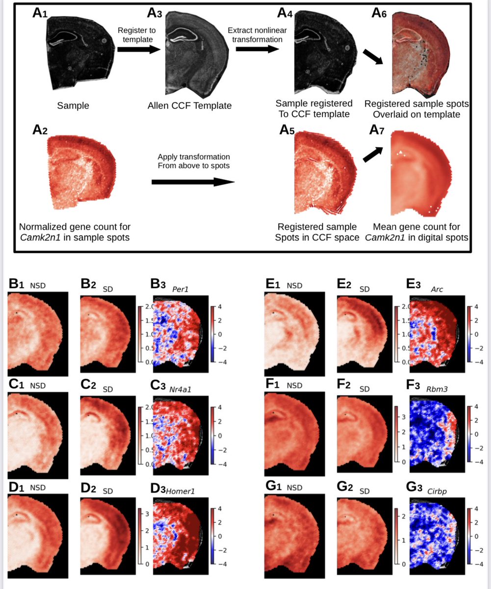 jockschat's tweet photo. Introducing our new tool STANLY that allows the analysis of spatial #transcriptomics data sets at a yet unprecedented resolution - great work by @zerubellum w/@TedAbelneuro and @Snehajyoti3!!
Download STANLY: https://t.co/5t4MUq8o0E
Publication:
https://t.co/QbWHj2rnxI https://t.co/2QKhku1DVP