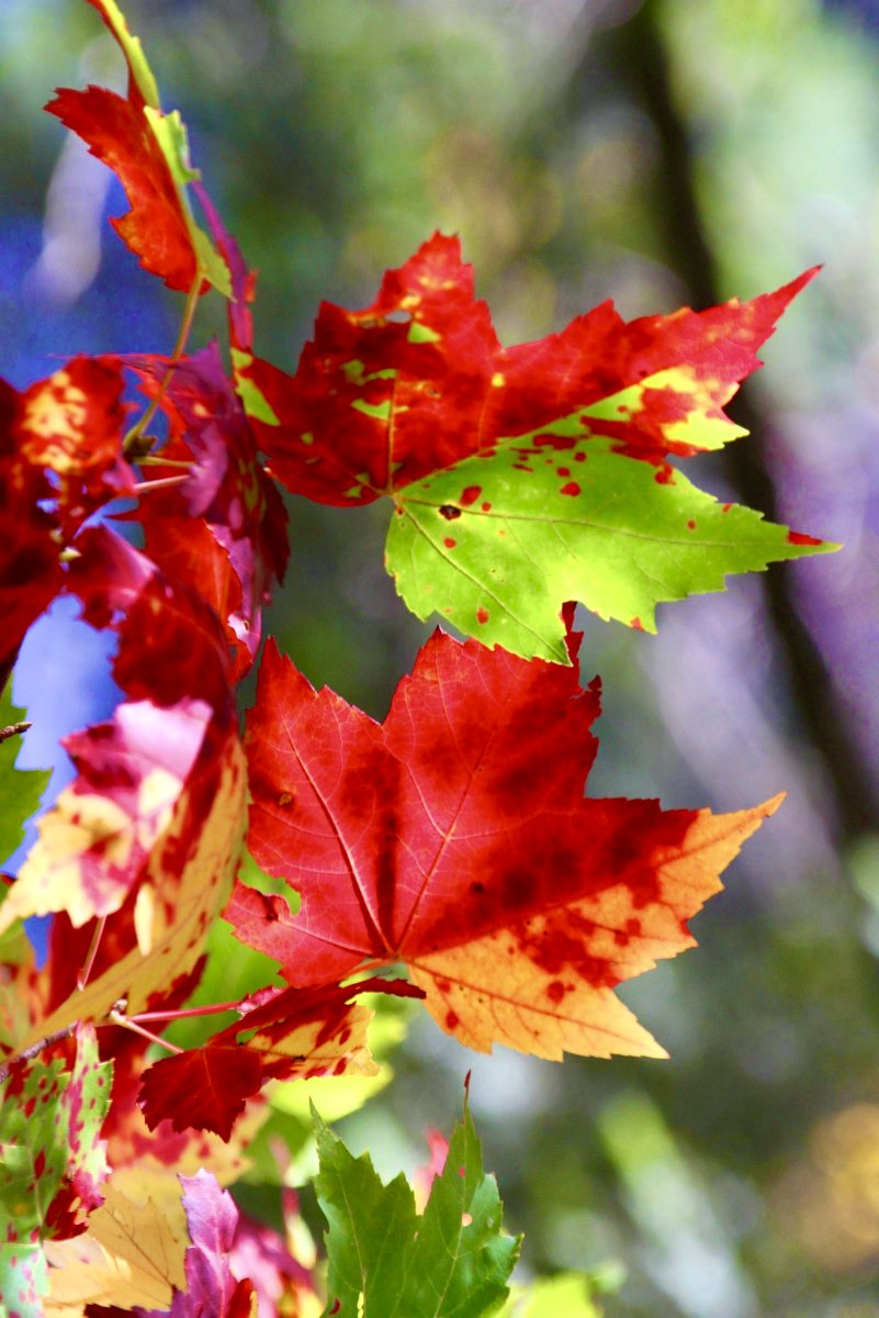 Check Out The City Of Peja During The Month Of November - The Fall Colors Are Spectacular @ Peja, The Albanian Republic Of Kosova

#visitpeja #pejatourism #peja #kosova #visitkosova #destination  #travel #traveldestination #travelinspiration #Albania #Europe #Shkupi