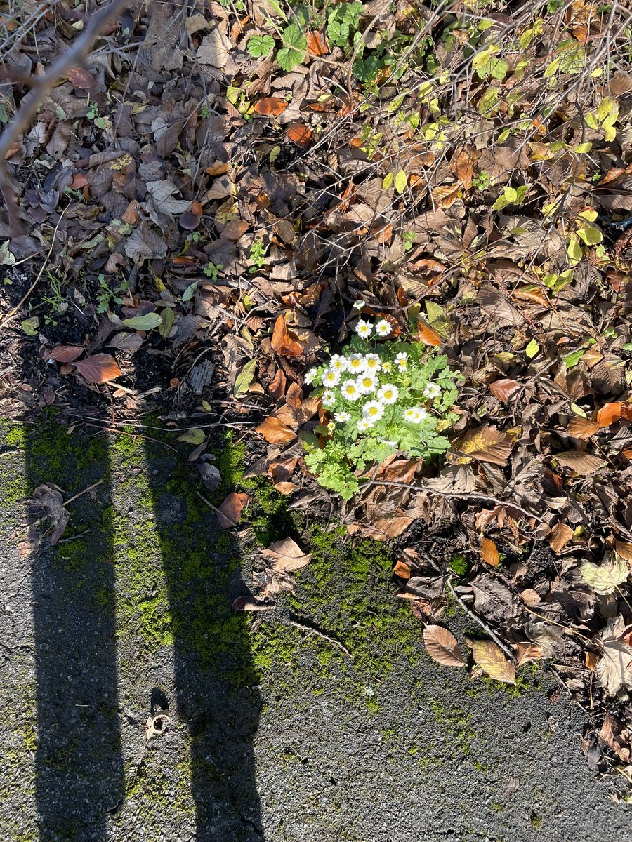 ABCD Armley tweet media