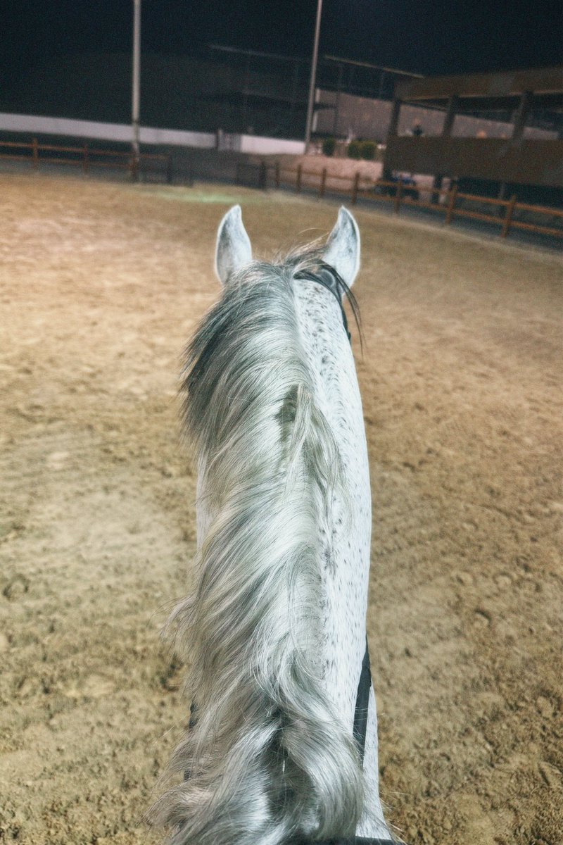 SamRahbini's tweet photo. Who needs therapy when you have horses? 🐎🤍 https://t.co/Cjl6NHqp6N