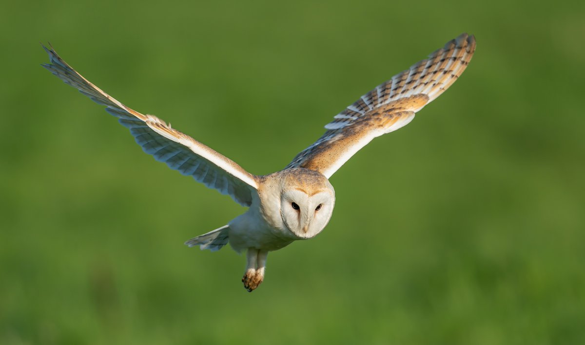 Talk: Lincolnshire's Breeding Birds of Prey 🦅

This month, the group are joined by speaker, Alan Ball, who will give a talk on Lincolnshire’s breeding birds of prey.

🌿 Mon 13 Nov, 7:30pm - 9:30pm
🌿 Grimsby Town Hall, Town Hall Square, DN31 1HU

More ➡️ lincstrust.org.uk/events/2023-11…